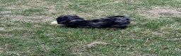 Doxiepoo dogs for sale: Stunning dachshund/poodle pups - Advert 9