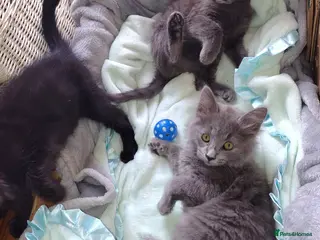 Mixed Breed cats Long haired grey kittens +black, black mum+greydad - Advert 7