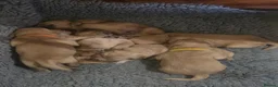 Golden Retriever dogs for sale: Working Golden Retriever Puppies Low Hip Scores - Advert 4
