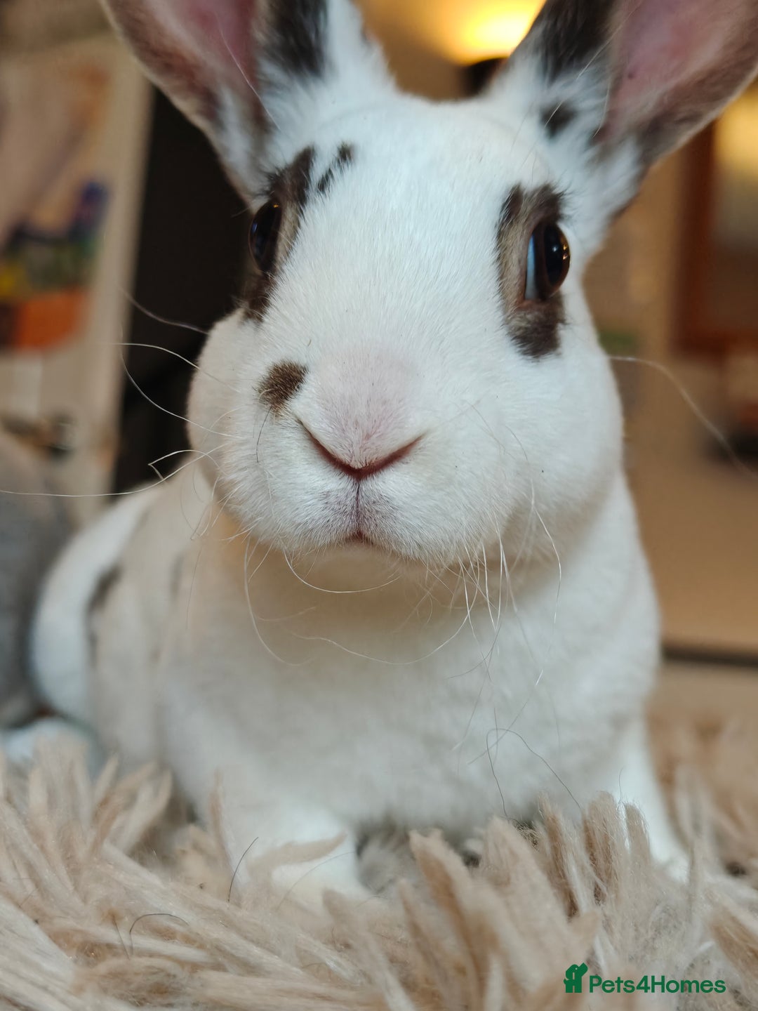 Rex rabbits for sale: Mini Rex Does - Advert 8
