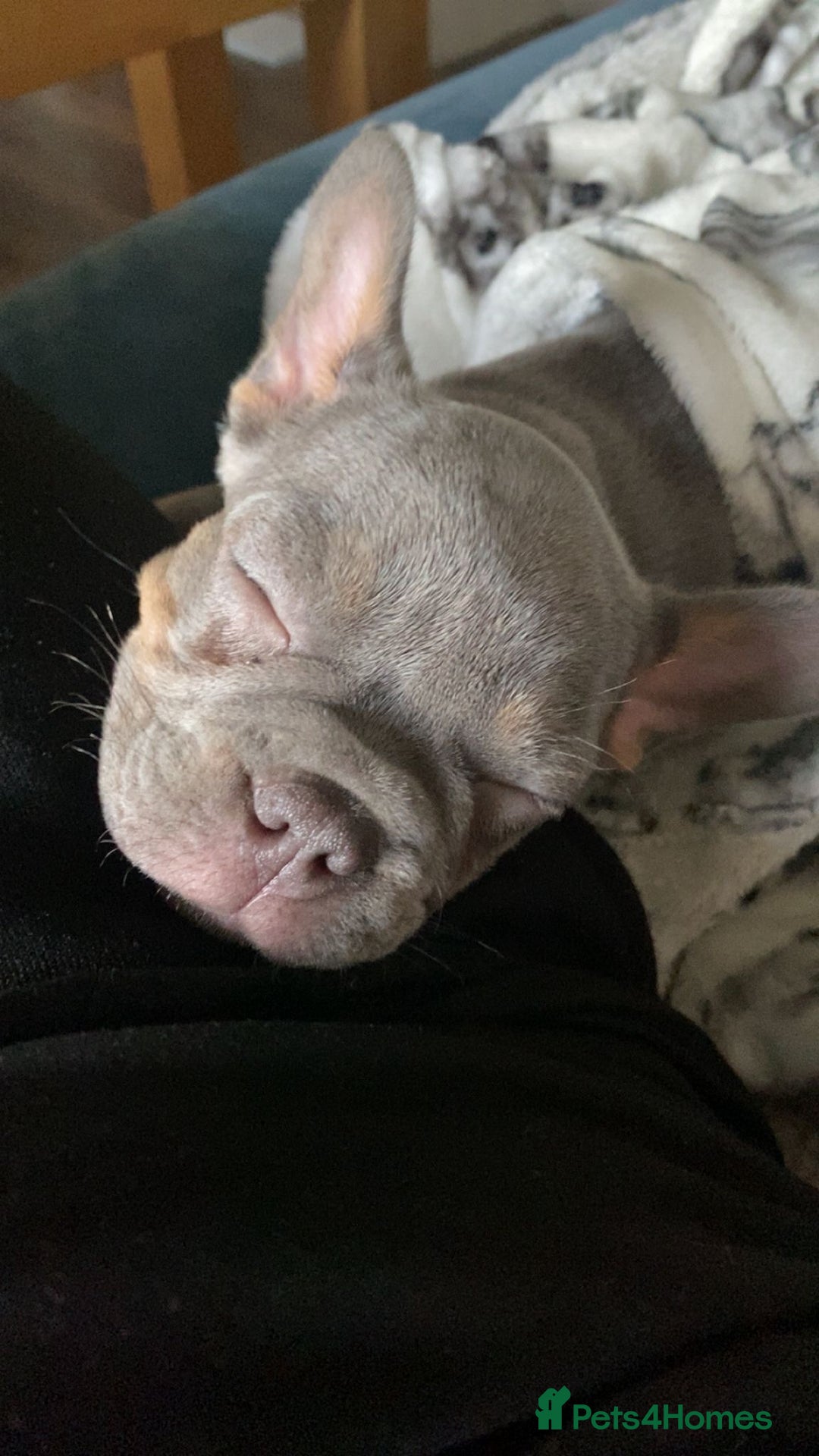 French Bulldog dogs for sale: French bulldog pups - Advert 9