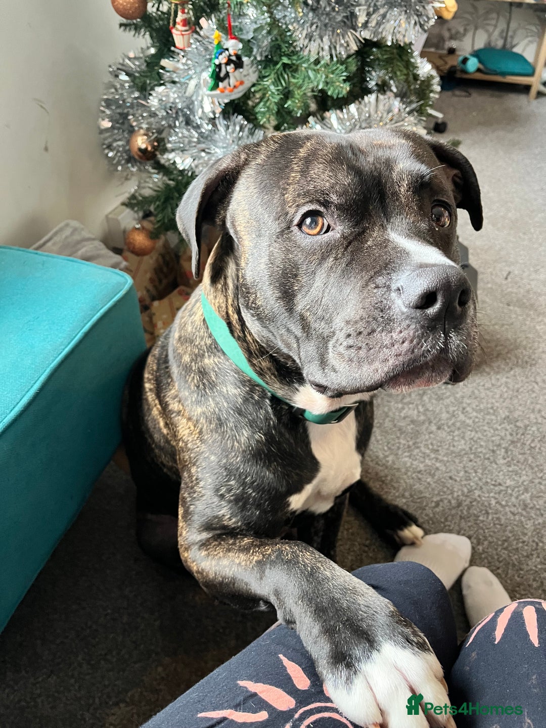 American Bull Staffy dogs for sale: 3 year old American Bull Staffy - Advert 3