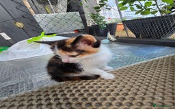 Mixed Breed cats for sale: Premium mixed breed kittens - Image 22
