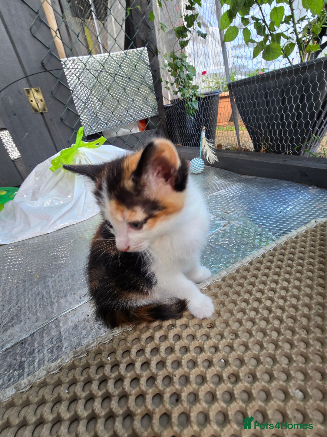 Mixed Breed cats for sale: Premium mixed breed kittens - Image 22