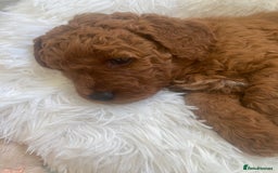 Labradoodle dogs for sale: Stunning red miniature labradoodle puppies - Image 11