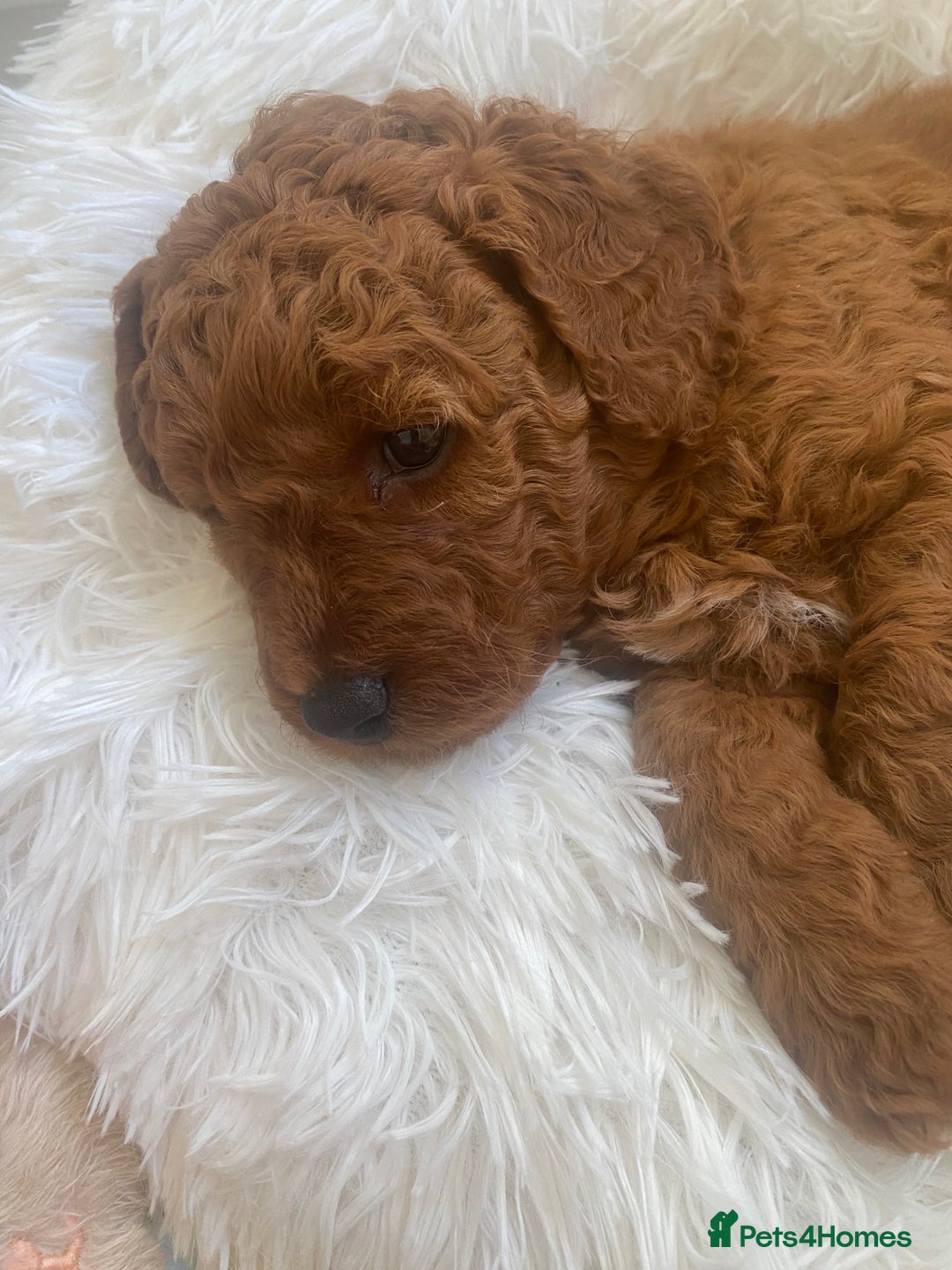 Labradoodle dogs for sale: Stunning red miniature labradoodle puppies - Image 11