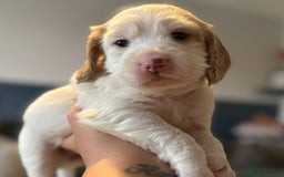 Cockapoo dogs for sale: Two gorgeous F2b Cockapoo girls left  - Advert 14