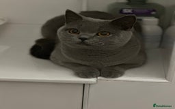 British Shorthair cats for sale: Beautiful blue girl - Image 5