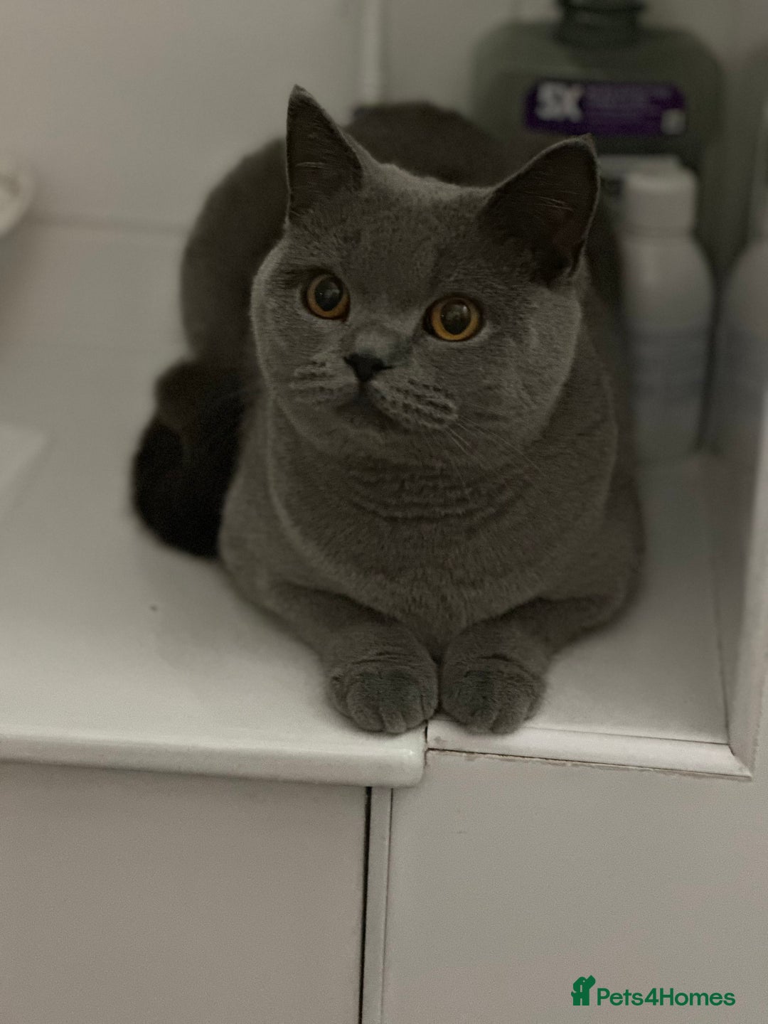 British Shorthair cats for sale: Beautiful blue girl - Image 5