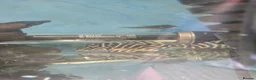 Plecos fish for sale: various freshwater fish  - Advert 4