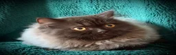 British Longhair cats for sale: Chocolate BLH boys TICA registration  - Advert 14