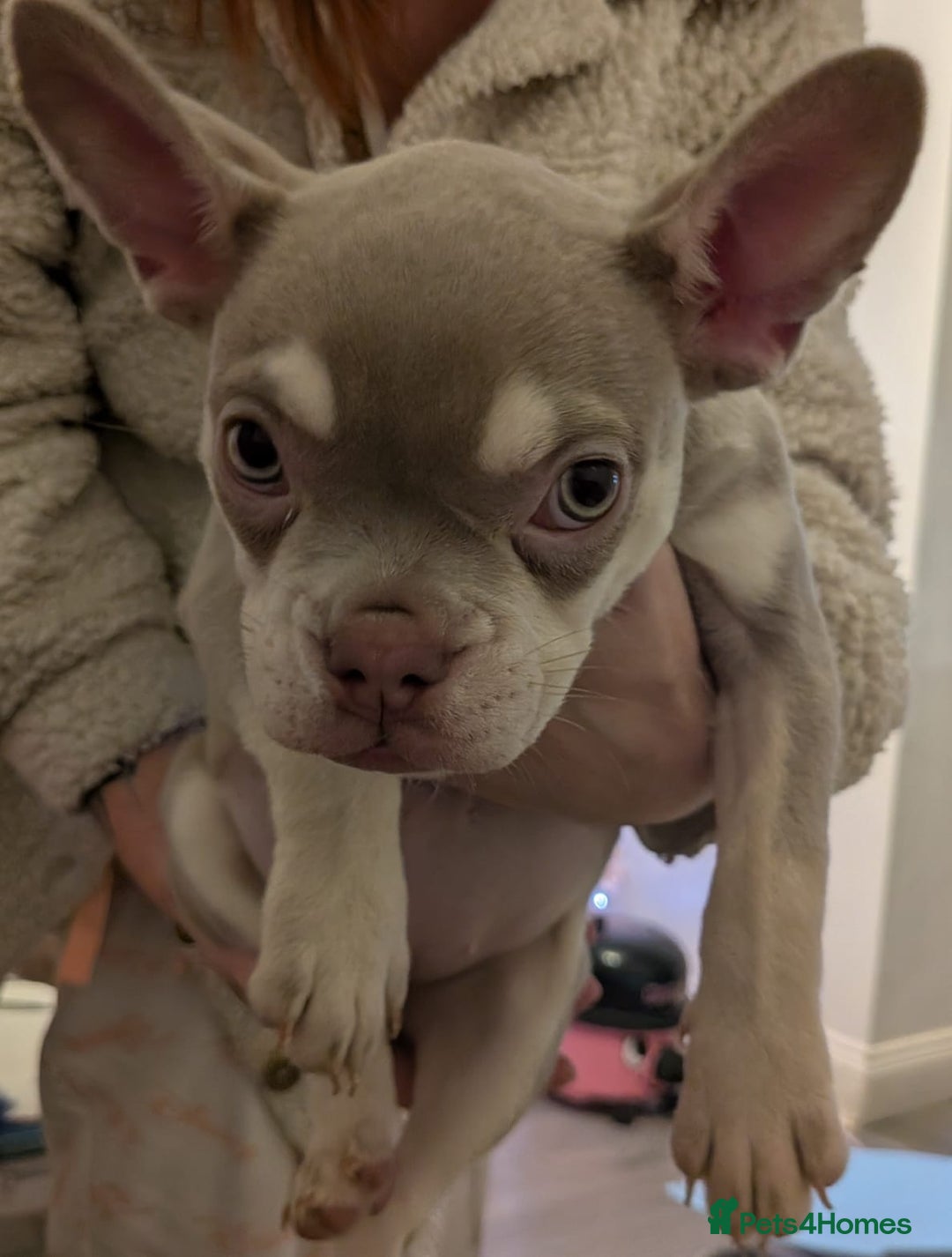 French Bulldog dogs for sale: French bull dog 14 weeks  - Advert 9