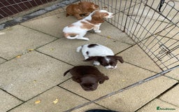 Cocker Spaniel dogs for sale: Cocker spaniel puppies  - Advert 3