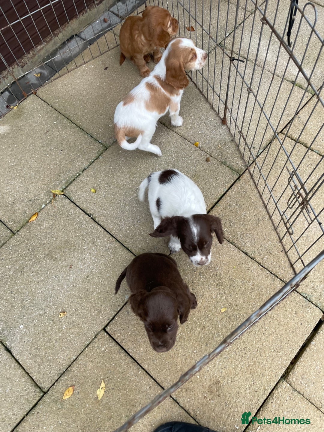 Cocker Spaniel dogs for sale: Cocker spaniel puppies  - Advert 3