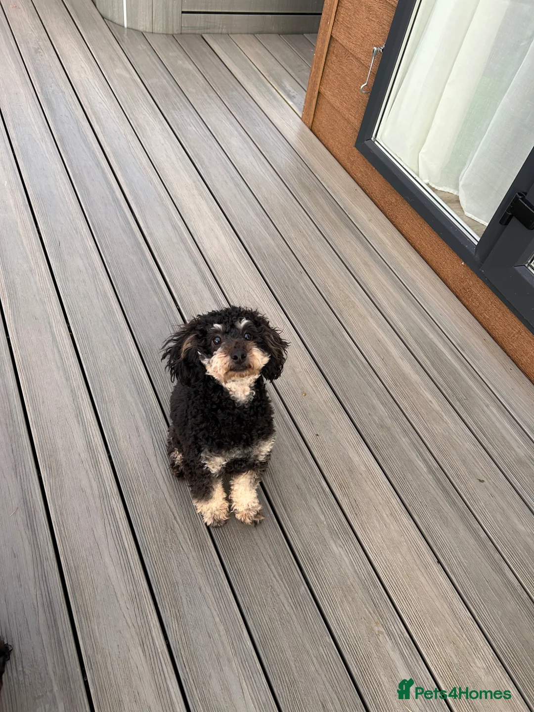 Toy Poodle dogs for sale: KC registered toy poodle MALE - Advert 2