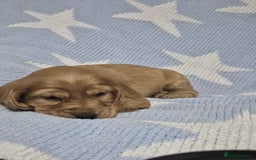 Cocker Spaniel dogs for sale: Health Tested Cocker spaniel puppies  - Advert 11