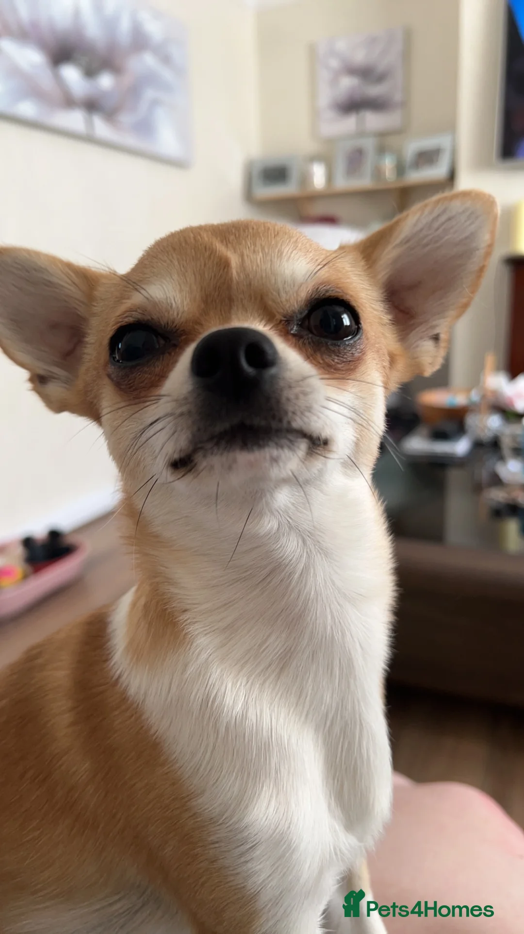 Chihuahua dogs for stud: Chihuahua dog for stud in Frome - Advert 8