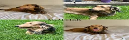 Miniature Dachshund dogs for sale: KC LONG HAIRED CREAM MINIATURE DACHSHUNDS🤍 - Advert 25