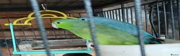 Mixed Breed birds for sale: Parrotlets Celestial  Parrotlets  - Advert 13