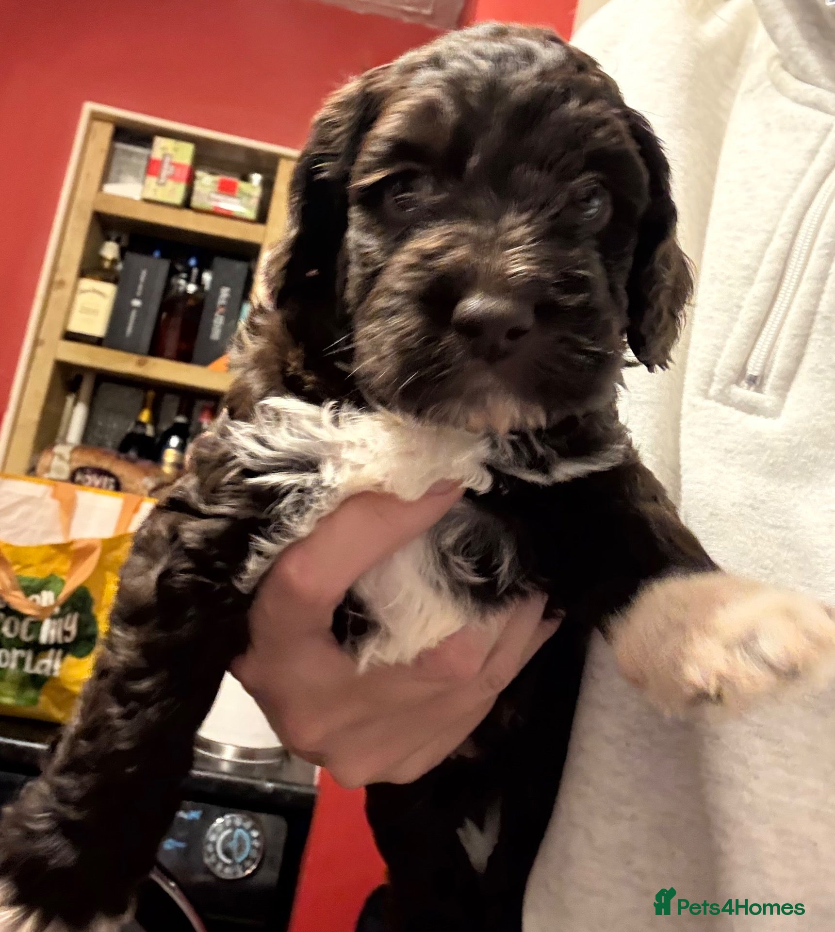 Cockapoo dogs F1 Cockapoo puppies  - Advert 3