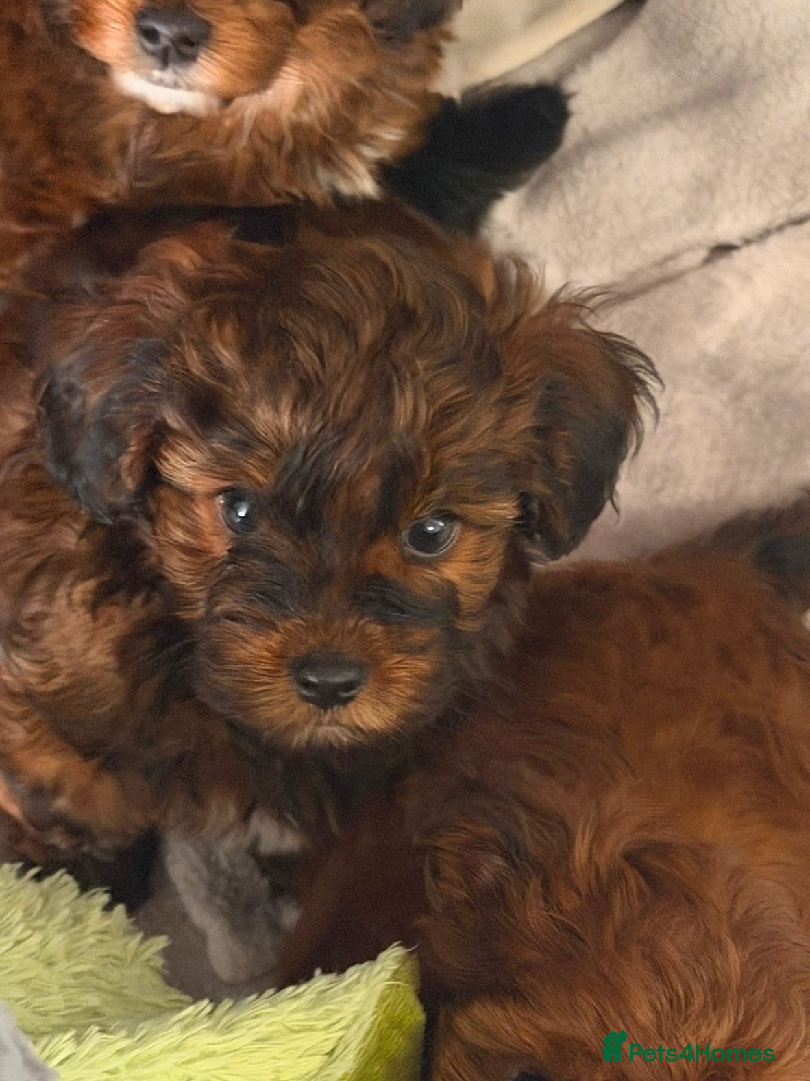 Yorkiepoo dogs DNA Health tested Yorkipoo puppies  - Advert 16
