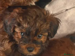 Yorkiepoo dogs READY NOW DNA Health tested poodle x Yorkie pups - Advert 2