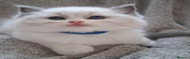 Ragdoll 5