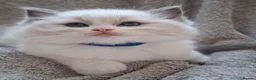 Ragdoll cats for sale: 💙 GCCF Ragdoll Kittens – 4 Girls & 3 Boys 💙 - Advert 12