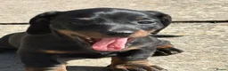 Miniature Dachshund dogs for sale: KC Registered Miniature Dachshund Puppies - Advert 17