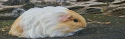 Guinea Pig rodents for sale: Male sheltie guinea pig  - Advert 5