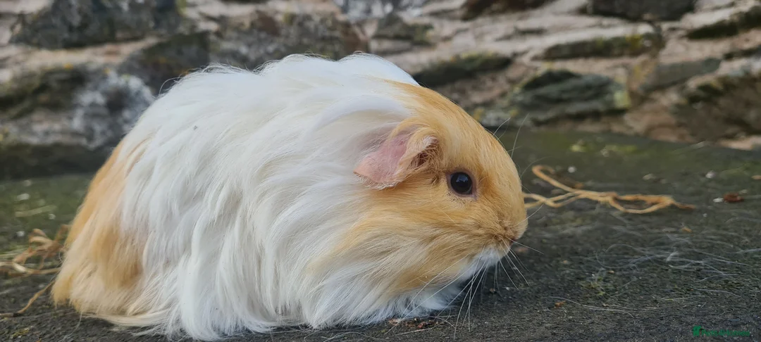 Guinea Pig rodents for sale: Male sheltie guinea pig  - Advert 5