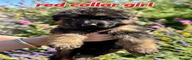 Red Collar