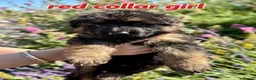 German Shepherd dogs for sale: Chunky Fluffy Long-Haired German Shepherd Puppies - Advert 9