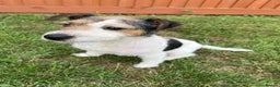 Mixed Breed dogs for sale: Jack Russell Puppies 🐶  - Advert 9