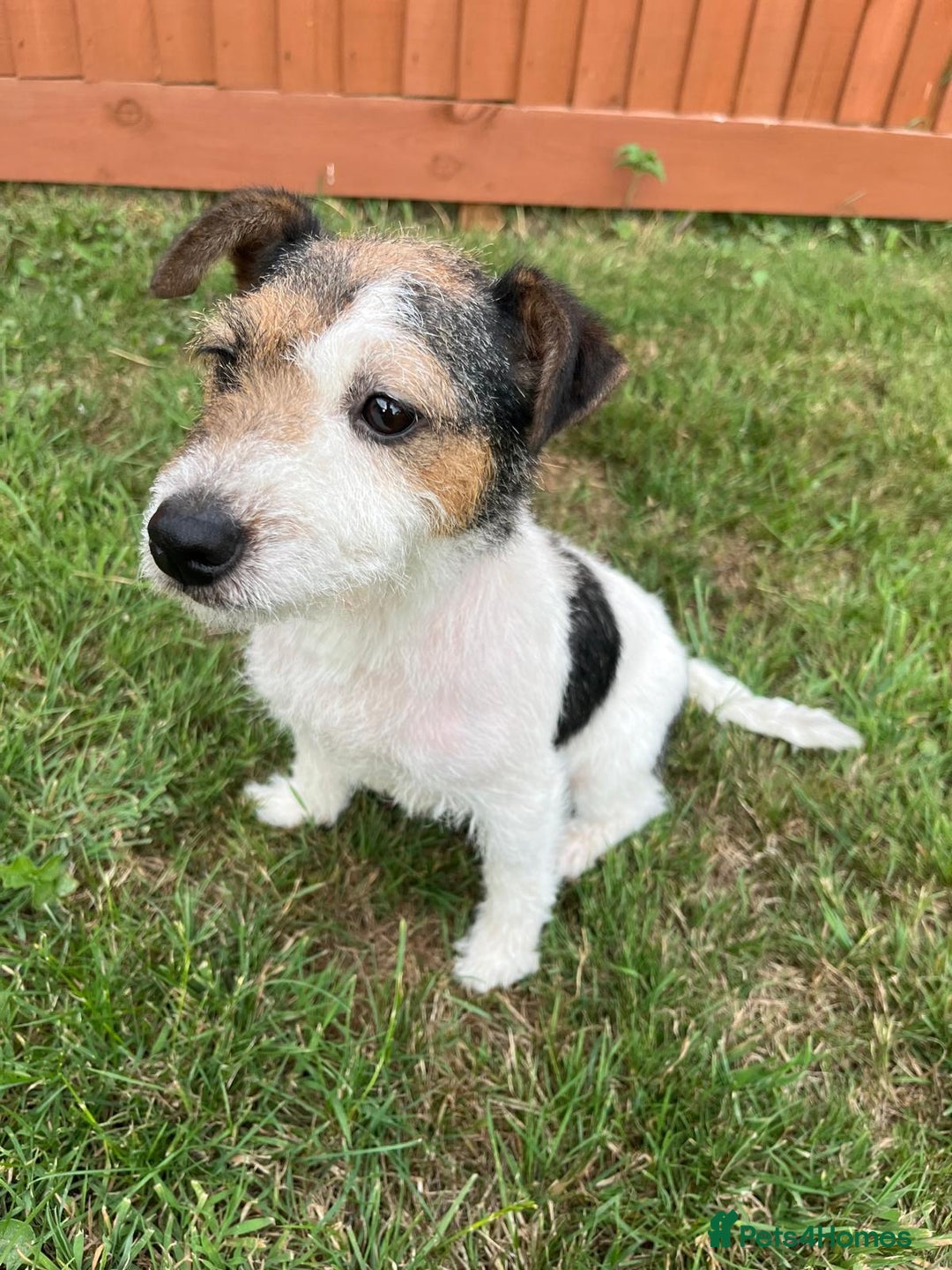 Mixed Breed dogs for sale: Jack Russell Puppies 🐶  - Image 9