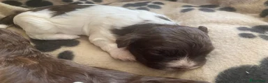 Havanese 6