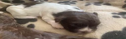 Havanese dogs for sale: 🩷BEAUTIFUL HAVENESE PUPPY’S🩵 in Lincoln - Advert 3