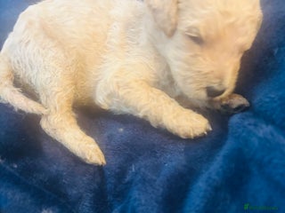 Standard Poodle dogs - Advert 10