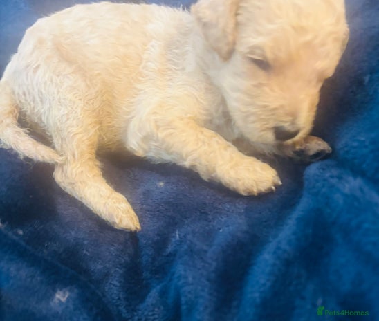 Standard Poodle dogs - Advert 10