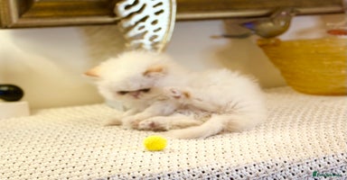 Persian cats Stunning TICA Blue Eye Persian Babies  - Advert 10