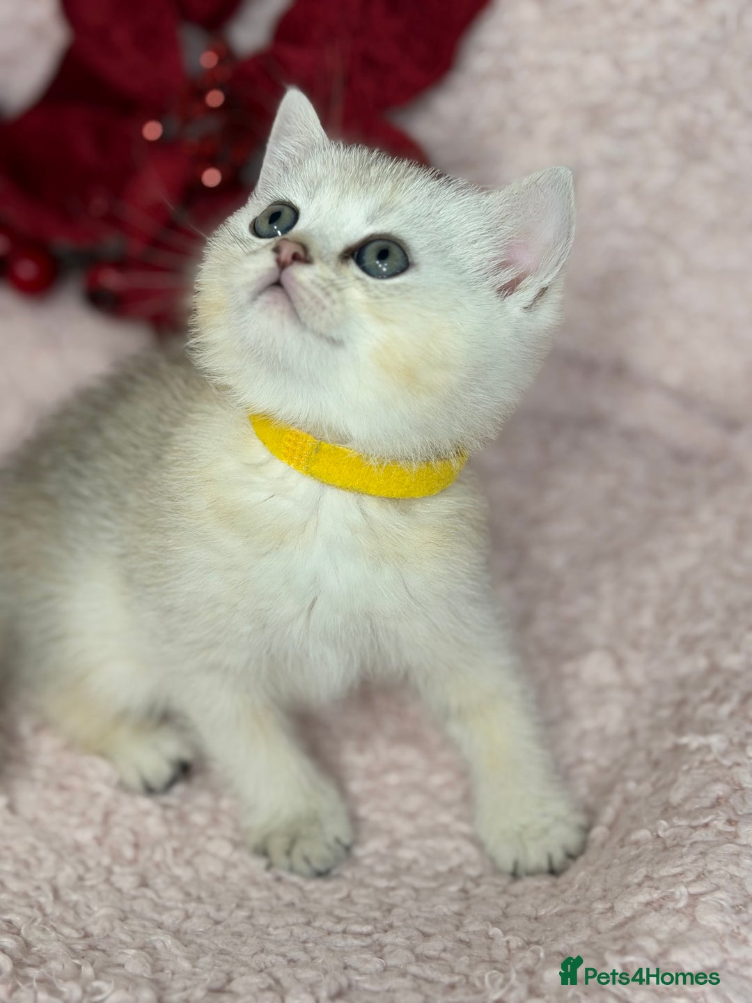 British Shorthair cats for sale: Adorable British shh golden kittens GCCF  - Advert 8