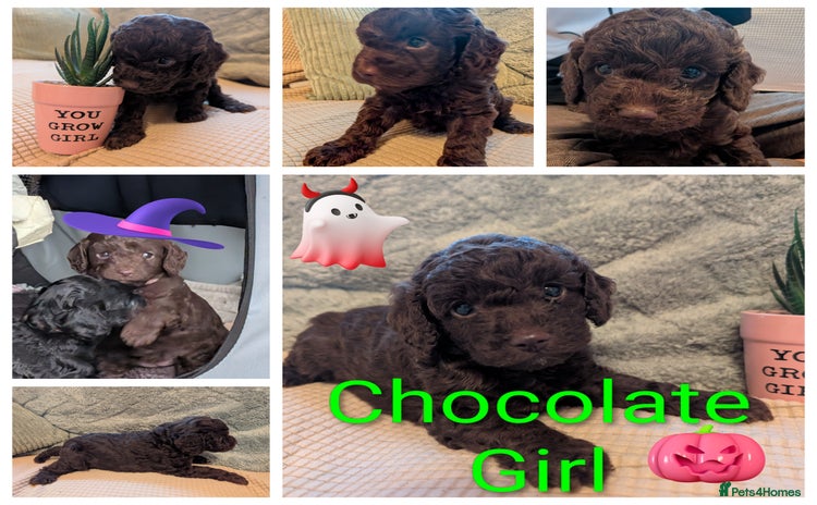 Cockapoo dogs - Advert 9