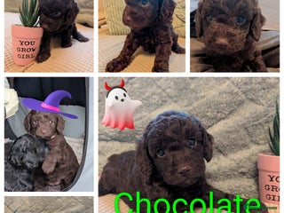 Cockapoo dogs - Advert 36