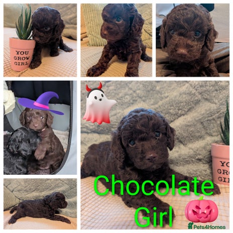 Cockapoo dogs - Advert 1