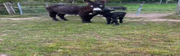 Donkey livestock for sale: Jack donkey foal  - Advert 6