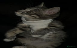 Mixed Breed cats for sale: Sweet Female Cats: Silver Tabby & Grey Longhair - Image 5