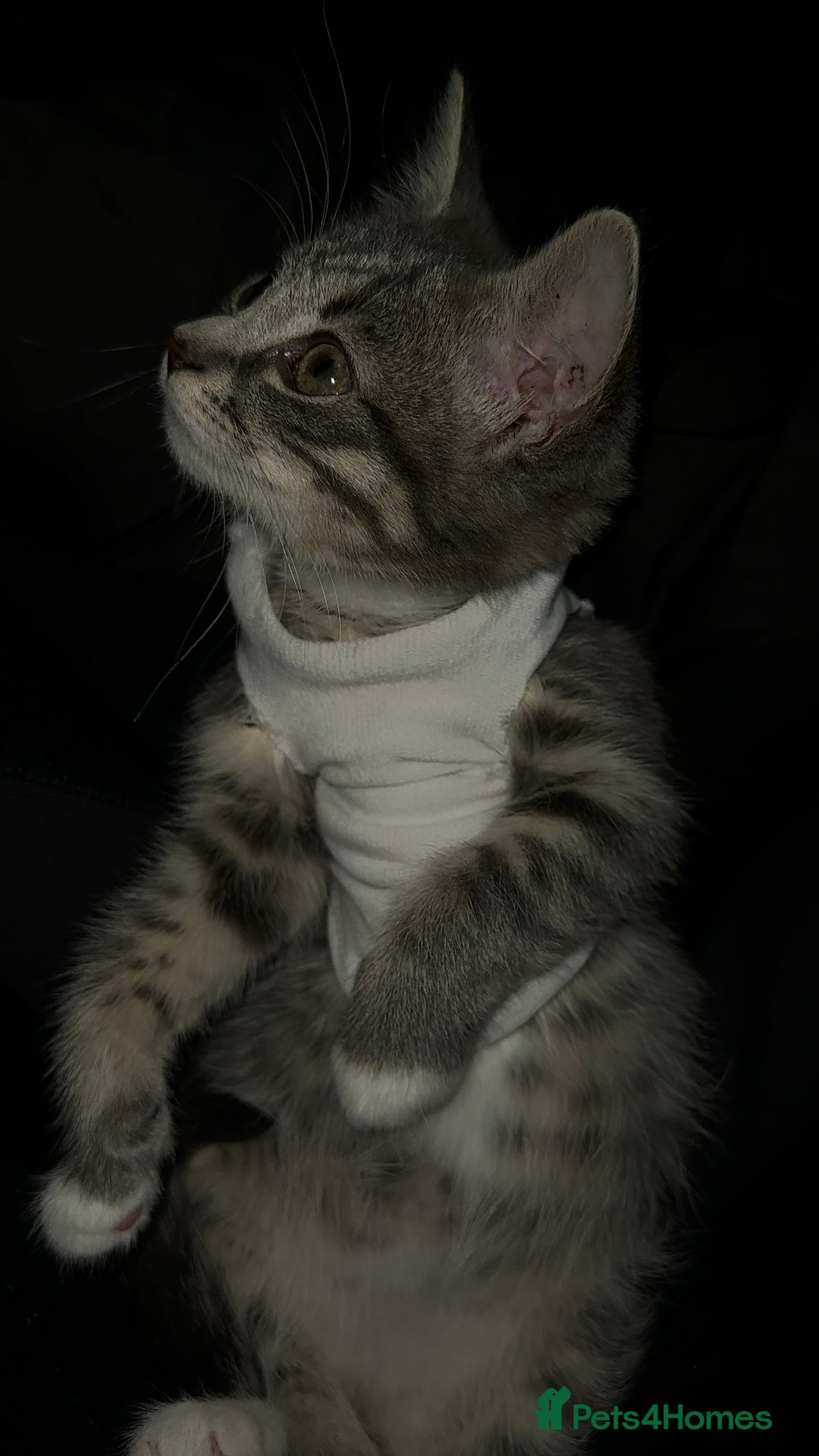 Mixed Breed cats for sale: Sweet Female Cats: Silver Tabby & Grey Longhair - Image 5