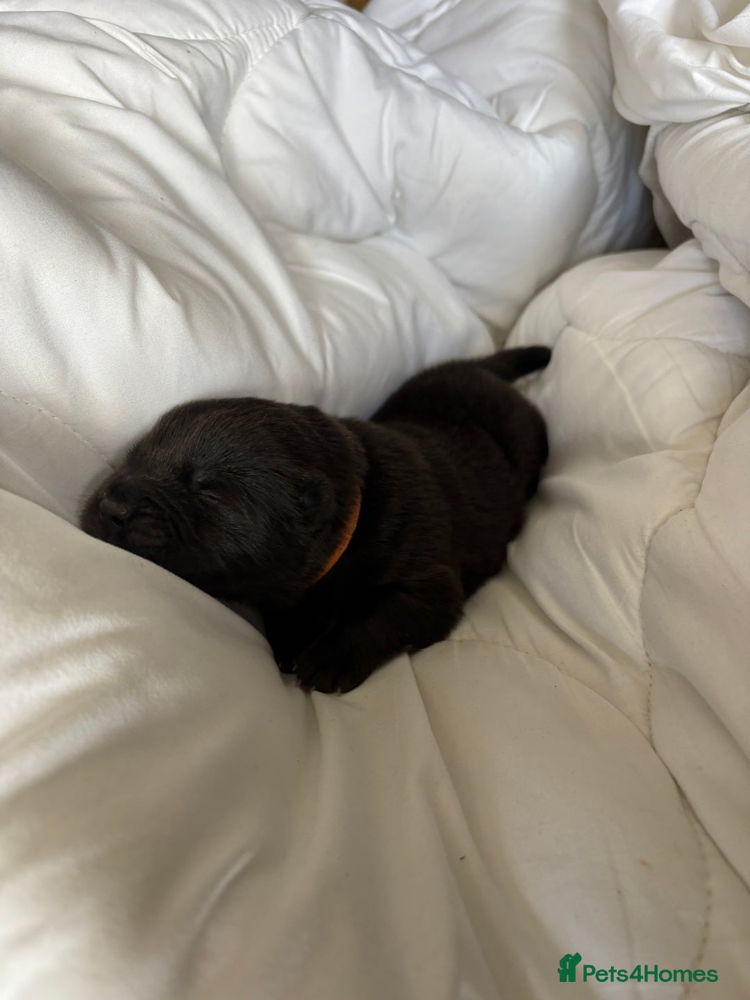 Chow Chow dogs for sale: Baby chow chows  - Image 15