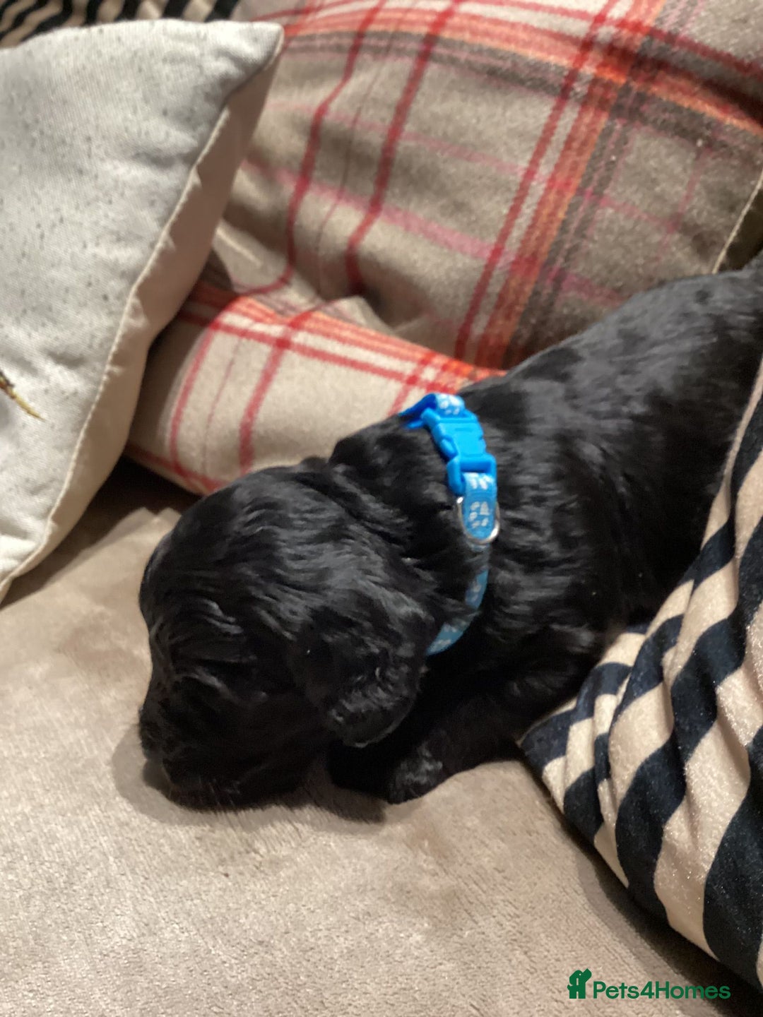 Cockapoo dogs for sale: Cockerpoo  - Advert 3