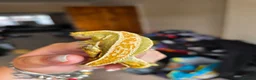 Gecko reptiles for sale: Baby, juvenile & 2 adult crested geckos for sale  - Advert 11